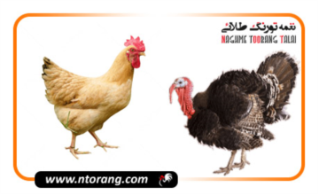 پرورش بوقلمون به صرفه است یا مرغ محلی؟